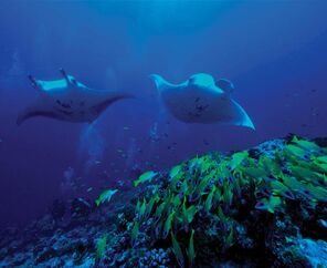 OBLU NATURE Helengeli by Sentido