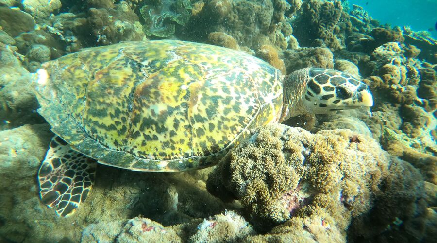 Sharm El Sheikh Promo Turu THY ile