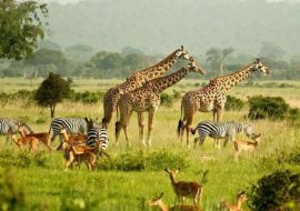 ELEGANT UGANDA Türk Hava Yolları ile 7 Gece
