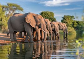 ELEGANT RUANDA & UGANDA Türk Hava Yolları ile 8 Gece