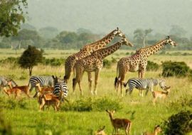 ELEGANT UGANDA Türk Hava Yolları ile 7 Gece